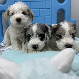 Miniature Schnauzer Puppies from Miniature Schnauzer Paradise llc