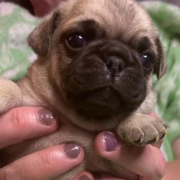 Fraiser - Fawn male Pug puppy in Morgantown, West Virginia from Groovy Pugs