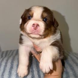 Enchilada - Red tri-color male Australian Shepherd puppy in Anniston, Alabama from All Hale Aussies