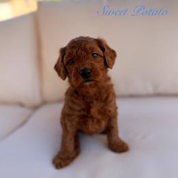 Sweet Potato - Red  male Goldendoodle puppy in Las Vegas, Nevada from Dose of Doodles
