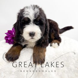 Cupcake - Tri-color female Bernedoodle puppy in Baroda, Michigan from Great Lakes Bernedoodles