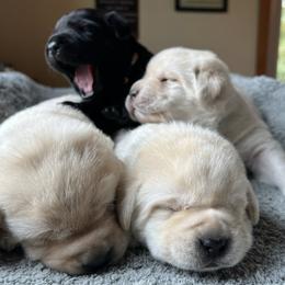 Labrador Retriever Puppies from Krys Ruth
