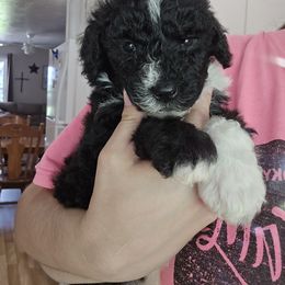 Pluto - Brown and white male Bernedoodle puppy in Mckenzie, Tennessee from Small Town Doodles & Poodles