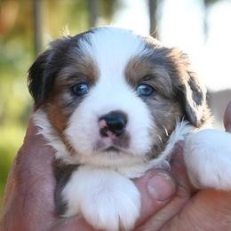 LOPER (bmm) - Blue merle male Miniature American Shepherd puppy in Pasco, Washington from ROCK CREEK LABRADORS Pasco, WA