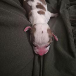 Boy 3 - Brown and white male Beagle puppy in Medford, Oregon from Laceys AKC Beagles
