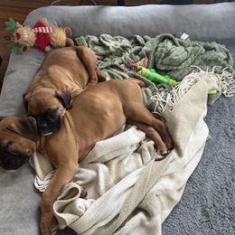 Boxer Puppies from Angela's Boxers