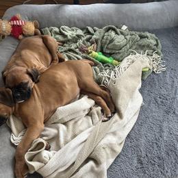 Boxer Puppies from Angela's Boxers