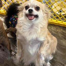 Majorie - Chihuahua