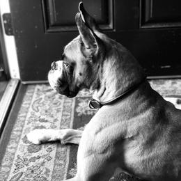 Express  - Boxer