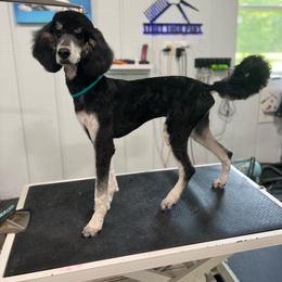 Junior - Phantom male Poodle puppy in Ponce De Leon, Florida from Above the Standard Dogs