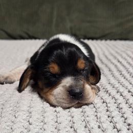 Cash - Blue tan and white male Beagle puppy in Bunch, Oklahoma from Julie’s Jewels Puppies