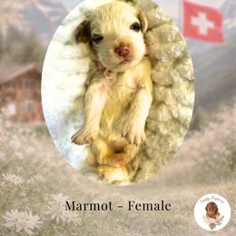 Marmot - Chocolate merle female Bernedoodle puppy in Canton, Georgia from Teddy Puppies
