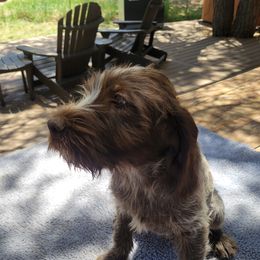 Raphael - Brown and gray male Wirehaired Pointing Griffon puppy in Flagstaff, Arizona from Agassiz Wirehaired Pointing Griffons