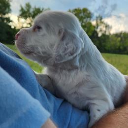 Boy 1 - White male Llewellin Setter puppy in North Dinwiddie, Virginia from Pups Furever