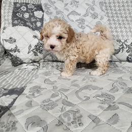 Sophia - Cream female Poodle puppy in Plano, Texas from Dogs lovers