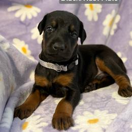 Silver Collar - Black and rust male Doberman Pinscher puppy in Lake City, Florida from Paintedcrazy Doberman Pinchers