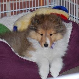 Shetland Sheepdog Puppies from Solange Shelties