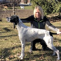 Flynn - Cocker Spaniel