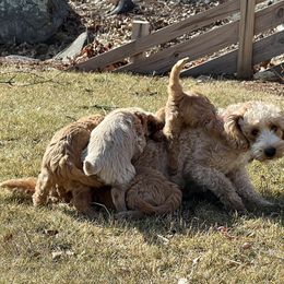Goldendoodle Puppies from Loving Hearts Goldendoodles
