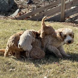 Goldendoodle Puppies from Loving Hearts Goldendoodles