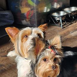 Yorkshire Terrier puppies from Parti Time Yorkies Indy