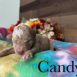 Candy - Aussiedoodle puppy from Draper Mountain Doodles