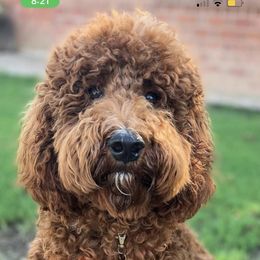 Aussiedoodle and Goldendoodle Puppies from Garside Doodles