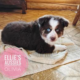 Olivia - Red tri female Miniature Australian Shepherd puppy in Kettle Falls, Washington from Ellie's Miniature Australian Shepherds