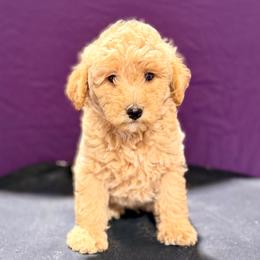 Buzz - Cream male Maltipoo puppy in Bells, Texas from Partridge Doodles and Poodles