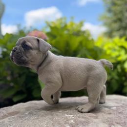 Abby - Blue fawn female French Bulldog puppy in Hudsonville, Michigan from Willow Farm