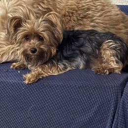 Violet - Yorkshire Terrier