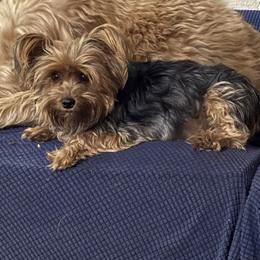 Violet - Yorkshire Terrier