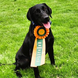 Gem - Labrador Retriever