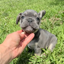 Monroe - Blue female French Bulldog puppy in Huron, Ohio from Noya French bulldogs