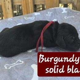 Burgundy girl - Black female German Shorthaired Pointer puppy in Dahlonega, Georgia from Pointer Mountain Bird Dogs