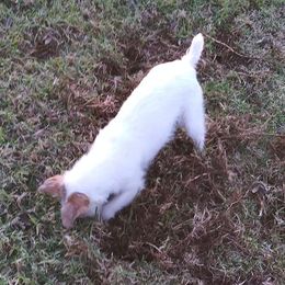 Parson Russell Terriers and Polish Lowland Sheepdogs from Stonebrook