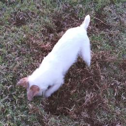 Parson Russell Terriers and Polish Lowland Sheepdogs from Stonebrook