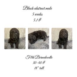 Black abstract male - Black and white male Bernedoodle puppy in Clarksville, Iowa from Iowa Heartland Doodles