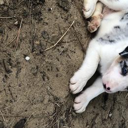 Border Collie All Grown Up from Mccurry Farms