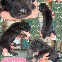 BEARING - Brindle female Great Dane puppy in Wellsville, New York from Prophecy Danes