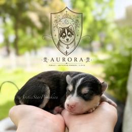 Aurora - Black and white female Pomsky puppy in Wausau, Wisconsin from Arctic Star Pomskies