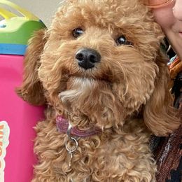 Naiya - Cockapoo