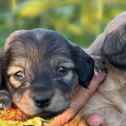 Dachshunds from Knollbrook Farm