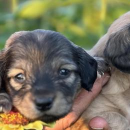 Dachshunds from Knollbrook Farm