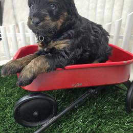 TanTan - Phantom female Bernedoodle puppy in Boaz, Alabama from Lovin' Doodles