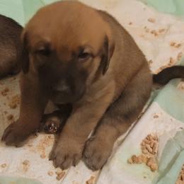 Ezra - Wolfgray male Spanish Mastiff puppy in Prosperity, Pennsylvania from Prosperity Guardians