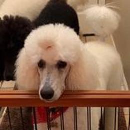 AASTA - Poodle