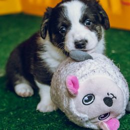 Cardigan Welsh Corgi Puppies from Glacier Cardigan Welsh Corgis
