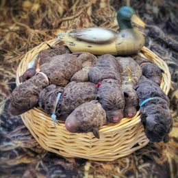Chesapeake Bay Retriever puppies from Laurelwood Chesapeakes