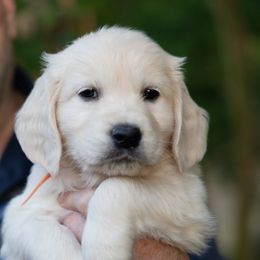 Girl 5 - female Golden Retriever puppy in Hayward, California from East Bay Golden Retrievers